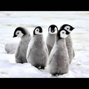 Meet your Posher, Alijah